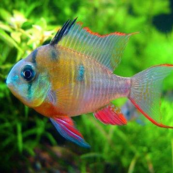Microgeophagus altispinosus beschikbaar voor biedingen