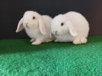 Handtamme mannelijke minilop konijnen jongen, Oreilles tombantes, Mâle, Nain, 0 à 2 ans
