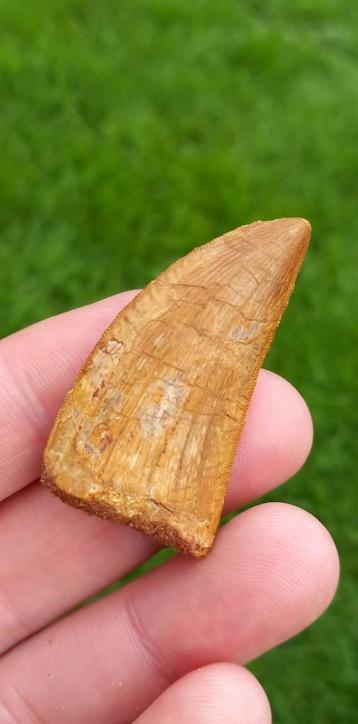 Le meilleur fossile de dinosaure à dents de Carcharodontosau, Enlèvement ou Envoi, Fossile