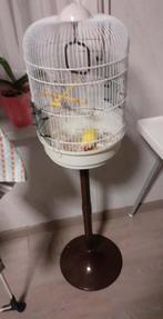 vogels, Dieren en Toebehoren, Vrouwelijk, Dwergpapegaai of Agapornis, Tam