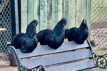 Œufs à incuber de poulet Dongxiang Lukedanji (bleu/dos vert), Poule ou poulet