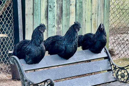 Broedeitjes Dongxiang Lukedanji Kip (blauw/ groenlegger), Dieren en Toebehoren, Pluimvee, Kip
