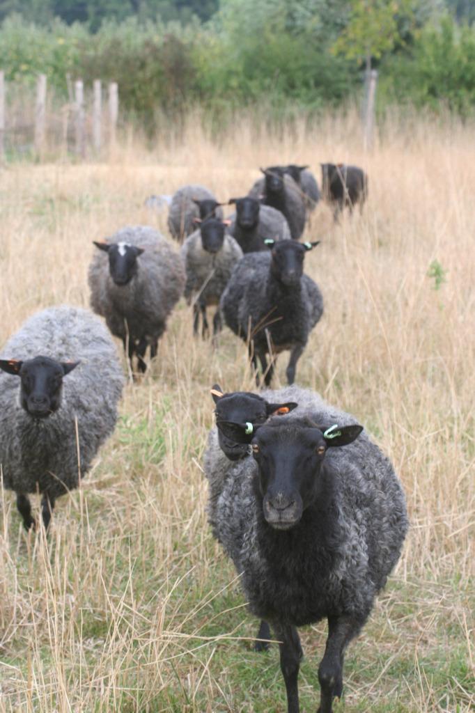 Gotlandschaap: ramlam en jaarlingram, Dieren en Toebehoren, Schapen, Geiten en Varkens, Schaap, Mannelijk, 0 tot 2 jaar