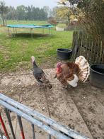 Kalkoen koppel, Dieren en Toebehoren, Pluimvee, Meerdere dieren, Kalkoen