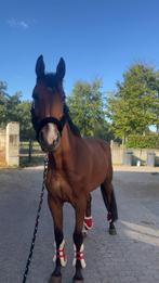 Springpaard met potentie, Dieren en Toebehoren, Ophalen