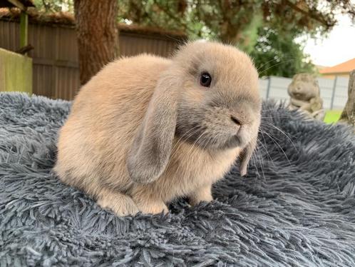 Nederlandse hangoordwergjes, Dieren en Toebehoren, Konijnen, Dwerg, Meerdere dieren, Hangoor
