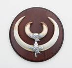 Groot schild tanden EVERZWIJN / WILD ZWIJN - ref. O, Enlèvement ou Envoi, Utilisé, Animal sauvage, Autres types