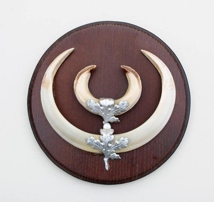 Groot schild tanden EVERZWIJN / WILD ZWIJN - ref. O, Collections, Collections Animaux, Utilisé, Autres types, Animal sauvage, Enlèvement ou Envoi