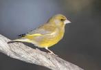 Groenvink, Dieren en Toebehoren, Vogels | Kanaries