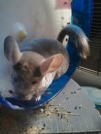 Chinchilla x 2, Animaux & Accessoires, Rongeurs, Chinchilla