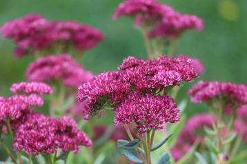 Sedum "herbstfreude"