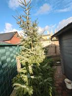 Kerstboom.  Prachtig exemplaar.  Af te halen in Torhout., Tuin en Terras, Ophalen