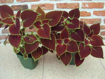 Siernetels / Coleus beschikbaar voor biedingen