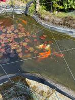 Koi de plus ou moins 50 cm, Ophalen
