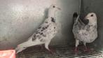 Mooi gekleurde jong postduiven, Dieren en Toebehoren, Vogels | Duiven, Meerdere dieren, Postduif