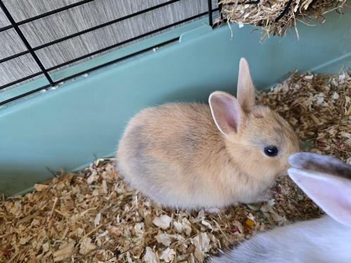 Konijn, Dieren en Toebehoren, Konijnen, Klein, Mannelijk, 0 tot 2 jaar