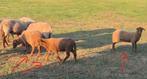 Ardense Voskop schapen, 200€/stuk, Meerdere dieren, Schaap, 0 tot 2 jaar