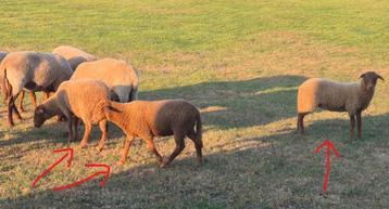Ardense Voskop schapen, 200€/stuk, Plusieurs animaux, Mouton, 0 à 2 ans