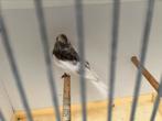 Bonte man barmsijs, Dieren en Toebehoren
