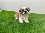 Nestje Shih Tzu pups, Dieren en Toebehoren, België, Overige rassen, 8 tot 15 weken, CDV (hondenziekte)