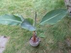 De mooiste bananeboom de lotus met kleintje erbij spotprijs, Ophalen