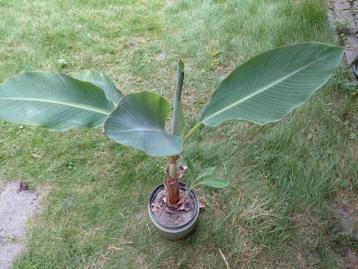 De mooiste bananeboom de lotus met kleintje erbij spotprijs beschikbaar voor biedingen