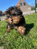 Yorkshir terrier pups, Dieren en Toebehoren, Honden | Jack Russells en Terriërs, Yorkshire Terriër, 15 weken tot 1 jaar, Buitenland