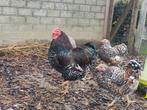 Wyandotte kriel hennen goudporselein, Dieren en Toebehoren, Pluimvee