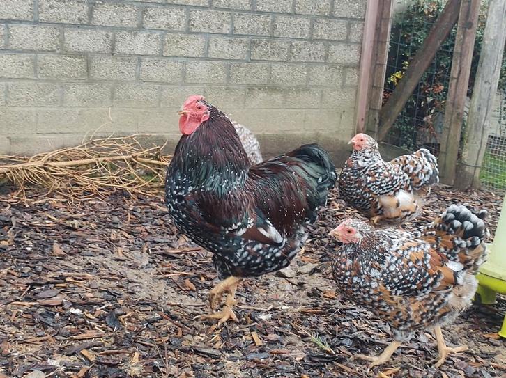 Wyandotte kriel hennen goudporselein, Dieren en Toebehoren, Pluimvee