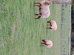 Ardense voskop ram, Dieren en Toebehoren, Mannelijk, Schaap, 3 tot 5 jaar