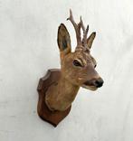 Hertekop, ree met gewei - taxidermie, Verzamelen, Ophalen of Verzenden, Gebruikt, Hert, Gewei of Kop