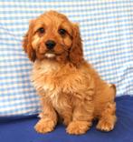 Superleuke Cavapoo pups!, Dieren en Toebehoren, Poedel, 15 weken tot 1 jaar, Buitenland, CDV (hondenziekte)