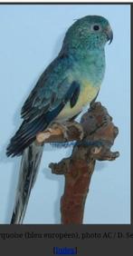 Je recherche croupion rouge couleur turquoise, Femelle