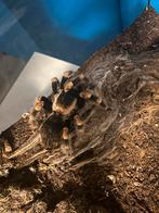 Brachypelma Hamorii 0.1 volwassen, Spin of Schorpioen