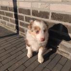 Bruin Merle teefje., Dieren en Toebehoren, Honden | Herdershonden en Veedrijvers, België, Fokker | Hobbymatig, CDV (hondenziekte)