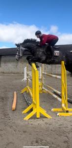 Un cheval sauteur avec du potentiel, Animaux & Accessoires, Chevaux, Vermifugé, Z, 175 cm ou plus, 3 à 6 ans