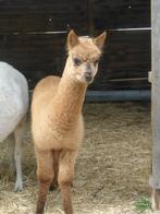 Alpaca hengstjes 2025, Juillet, Mâle