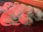 Golden retriever pupjes (van geteste ouders), Golden retriever, Particulier, 8 à 15 semaines, Plusieurs