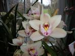 orchidee, Huis en Inrichting, Ophalen, Overige soorten, Halfschaduw, In pot