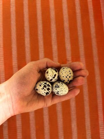 Broedeieren japanse kwartel beschikbaar voor biedingen
