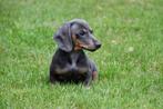 Gladharige Teckel pups te koop, Dieren en Toebehoren, Honden | Teckels en Dashonden, 15 weken tot 1 jaar, CDV (hondenziekte), Dwerg