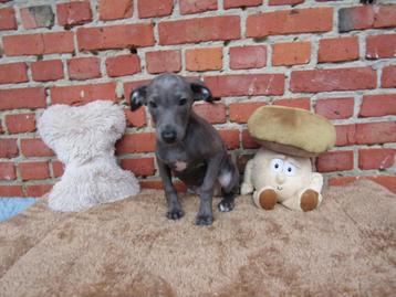 Italiaanse windhond puppy's beschikbaar voor biedingen