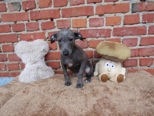 Italiaanse windhond puppy's, Dieren en Toebehoren, Honden | Windhonden, Meerdere dieren, Overige rassen, Fokker | Professioneel