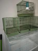 Chardonnerets, Dieren en Toebehoren, Mannelijk, Tropenvogel
