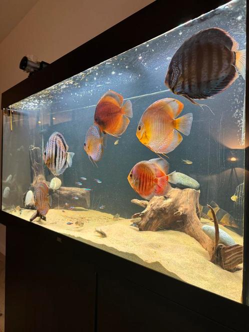 5 discussen + bijvissen, Dieren en Toebehoren, Vissen | Aquariumvissen, Zoetwatervis, Vis, Schoolvis