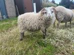 Handtamme ouessant ram van 8 maand oud te koop, Mâle, Mouton, 0 à 2 ans