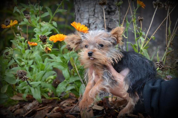 pups Yorkshire Terrier mini, Dieren en Toebehoren, Honden | Jack Russells en Terriërs, Reu, Yorkshire Terriër, Fokker | Professioneel