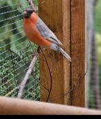 Mâle bouvreuil rouge double pastel 2025 porteur brun pastel, Mâle