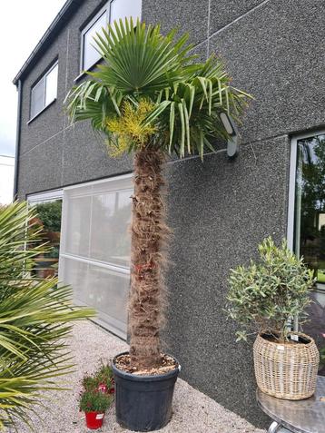 Palmboom Trachycarpus Fortunei met mooi rechte dikke stam