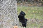 Zwart Pomchi teefje, België, Overige rassen, CDV (hondenziekte), 8 tot 15 weken